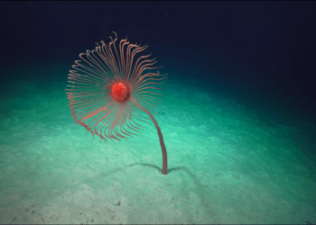 The Most recent under water expedition