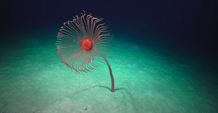 The Most recent under water expedition