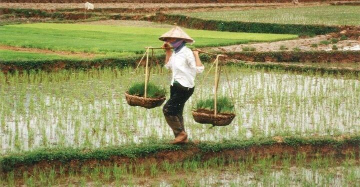 The rise of Rice Production within Vietnam