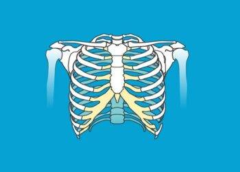 The Total number of Ribs in Body – How Many Ribs Does a Man Have?