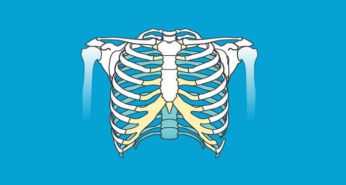 The Total number of Ribs in Body – How Many Ribs Does a Man Have?